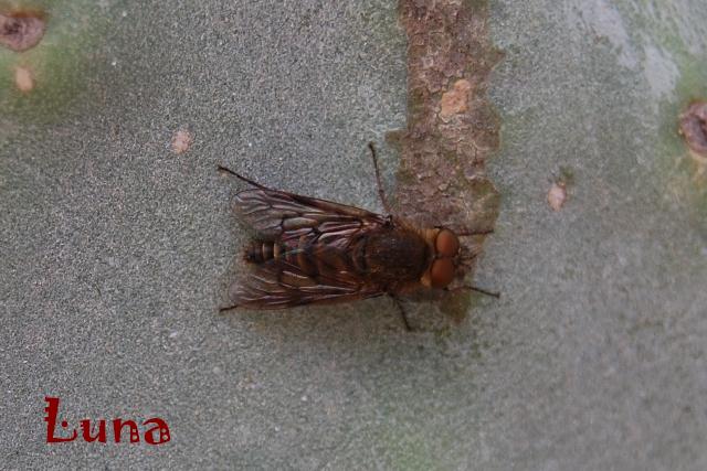 Thereva sp. (Therevidae)